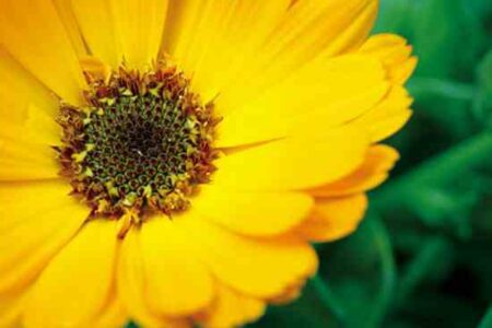Herbs to Help Irritable Bowel Syndrome Image